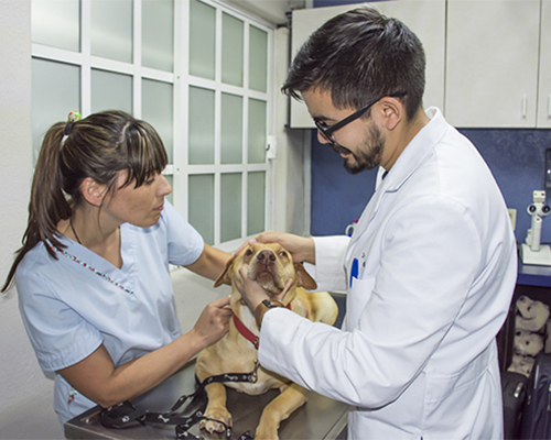 Comisión avala vacunación contra Covid-19 en médicos veterinarios y personas con autismo o esquizofrenia