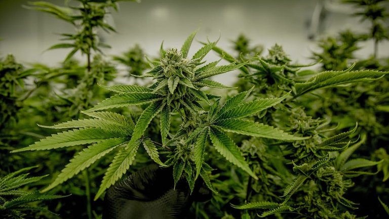 Colombia permitiría la exportación de hoja seca de cannabis para fines medicinales