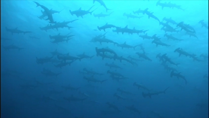SINAC estima que mantener tiburones vivos genera ingresos al país de hasta $14 millones anuales