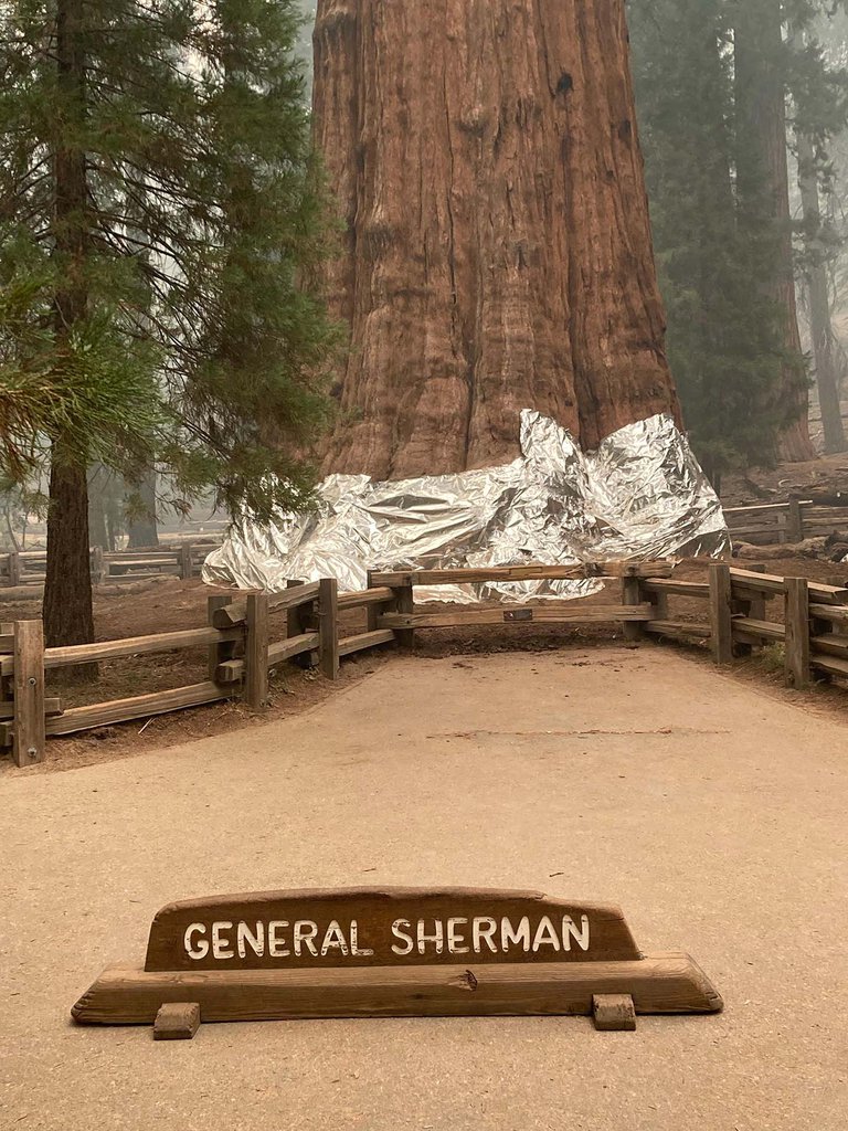 Incendio forestal en California: el árbol más grande del mundo fue envuelto en una manta para protegerlo de las llamas