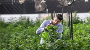 Candidaturas presidenciales del PLN y PUSC a favor de regular el cannabis para uso medicinal y cáñamo para fines industriales