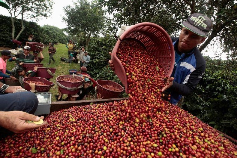Día Nacional del Café: Productores mantienen afectaciones por cambio climático y coronavirus