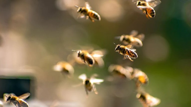 Entrenaron a un grupo de abejas para detectar muestras infectadas con SARS-CoV-2