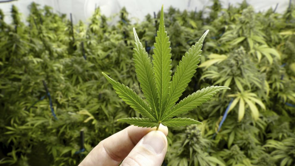 Grupo de diputados pide al Gobierno convocar proyecto de cannabis y cáñamo en sesiones extraordinarias