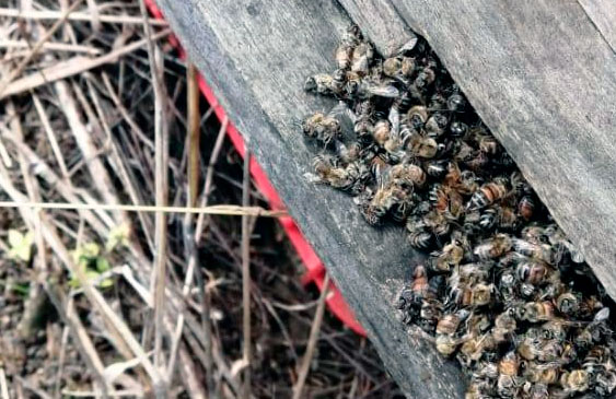 Sala IV prohíbe uso de insecticida perjudicial para abejas