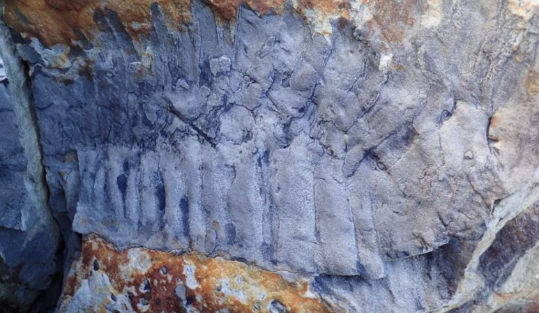 Hallaron un fósil de un cienpiés gigante de 326 millones de años de antigüedad en una playa del Reino Unido
