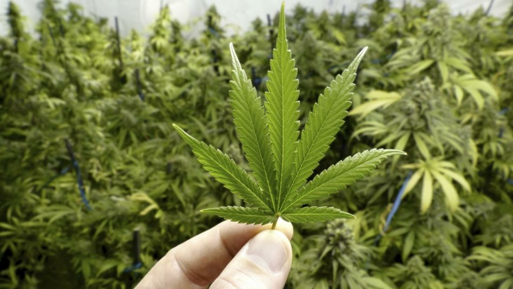 Diputados aprueban en segundo debate legalizar la producción del cannabis para uso medicinal y el cáñamo para fines industriales