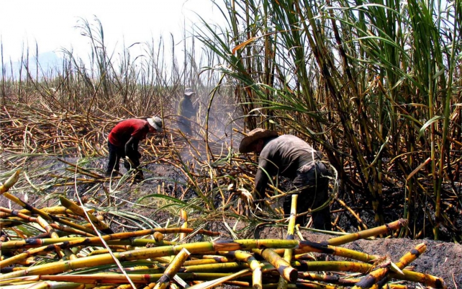 Expertos urgen programas para evitar el estrés térmico por calor en trabajadores de actividades agrícolas