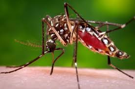 Ministerio de Salud y OPS ponen en marcha plan para evitar casos de dengue, zika y chikungunya