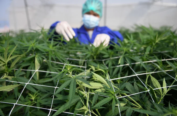 Tailandia distribuirá un millón de plantas de marihuana gratis