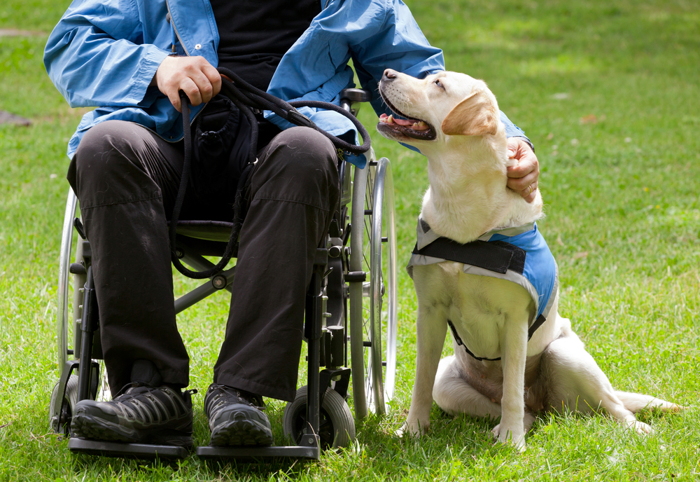 Tres de cada 10 personas con discapacidad utilizan algún producto, servicio o animal de asistencia