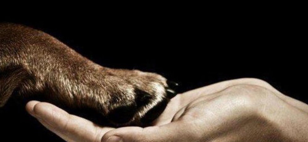 Nueva Ley permite a municipalidades destinar recursos a la atención y castración de animales de compañía