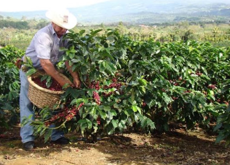 Productores de café piden apertura de fronteras en agosto y setiembre para migrantes que colaboran en proceso de recolección