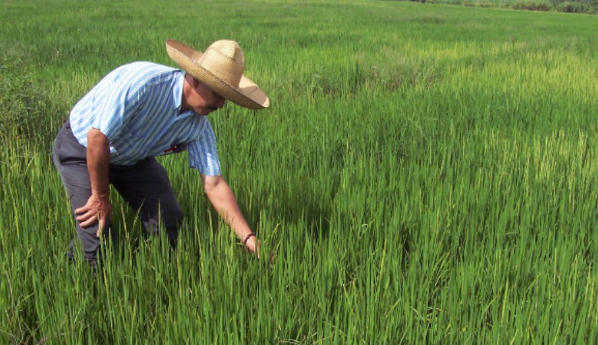 CNP habilita línea telefónica para productores de arroz con ‘inconvenientes’ para que industrias reciban sus cosechas