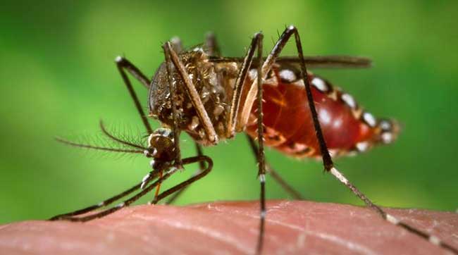 Área de Salud de Pavas alerta sobre brotes de dengue en dos comunidades