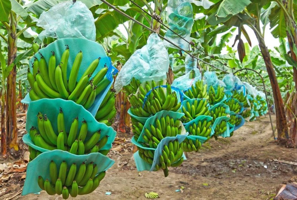 Banano es el producto más afectado por plagas y enfermedades este año
