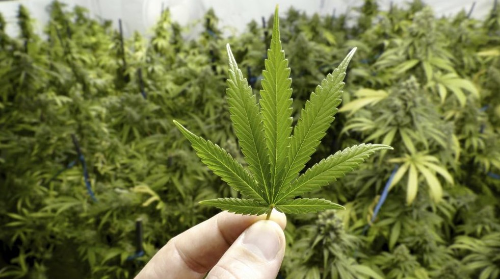Gobierno presentará plan para legalizar uso de marihuana con fines recreativos