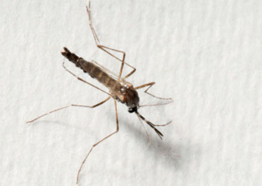 Detectan caso de dengue tipo 4 en menor de edad: No se registraba en Costa Rica desde el año 2000