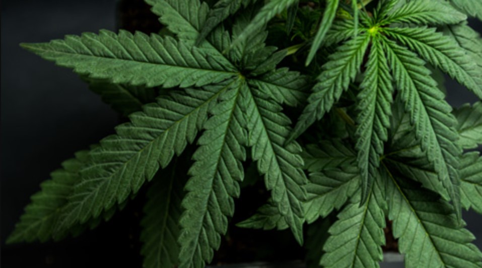 Gobierno firma reglamento de Ley que permite uso de cannabis con fines medicinales y terapéuticos