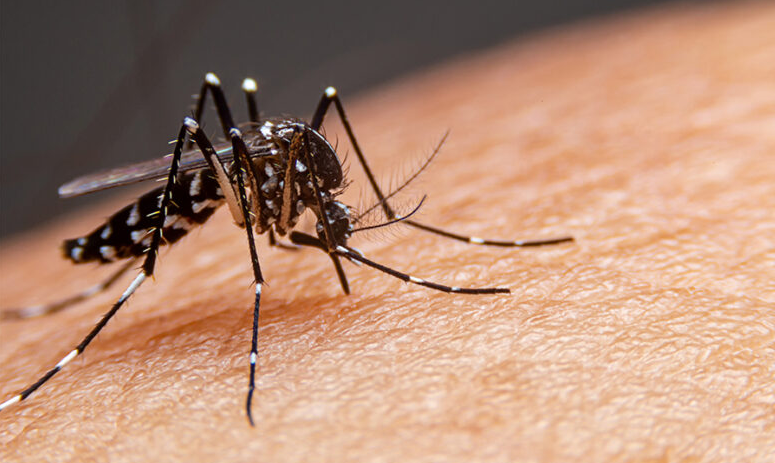 Ministerio de Salud alerta que dengue tipo 4 genera riesgo de enfermedad grave por ser nuevo para el organismo