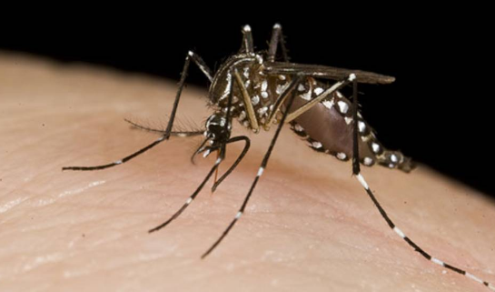 Área de Salud de Pavas alerta sobre aumento en casos de dengue durante enero