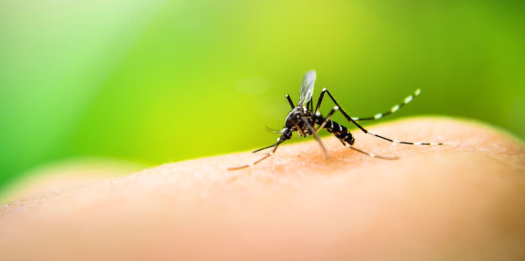 Tasa de contagio de dengue se duplicó en Región Central Norte durante últimas dos semanas