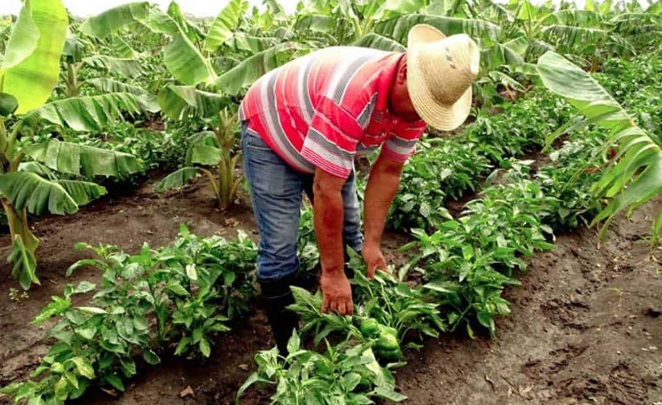 Agricultores piden al nuevo jerarca del MAG acciones contundentes en favor de productores nacionales