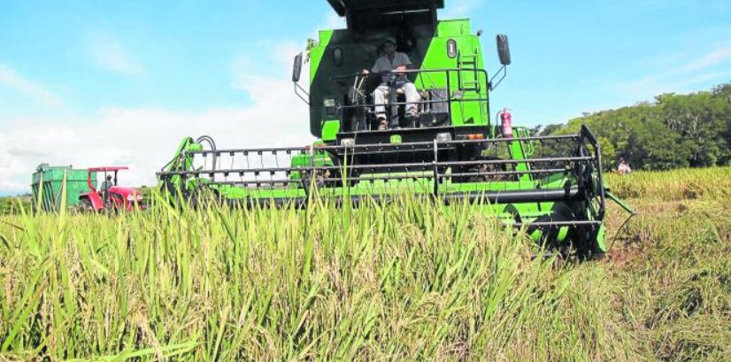 COPROCOM sancionó a nueve empresas por acuerdo de no comprar arroz a productores nacionales