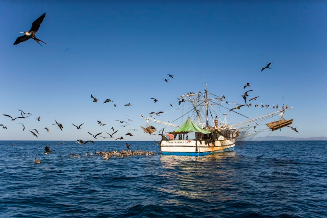 Organización ambiental pide a Incopesca detallar nuevos estudios técnicos sobre pesca de camarón