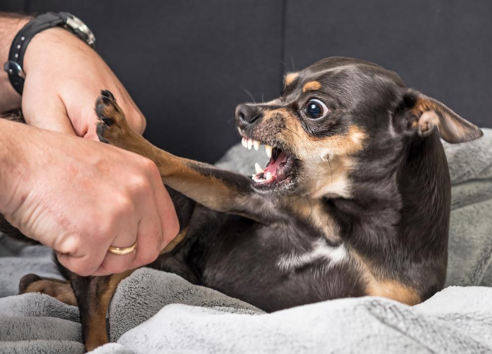 ¿Qué hacer en caso de una mordedura de perro? Este año la CCSS atendió más de 70 casos