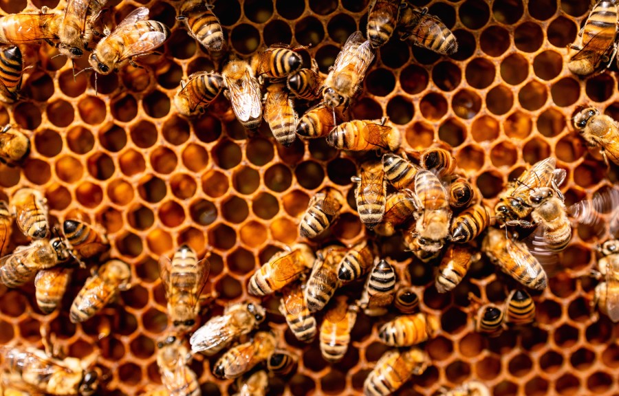 Entra a regir prohibición de uso de fipronil por su impacto en las abejas