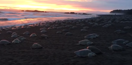 Autoridades estiman que 219 mil tortugas arribarían este mes en playa Ostional