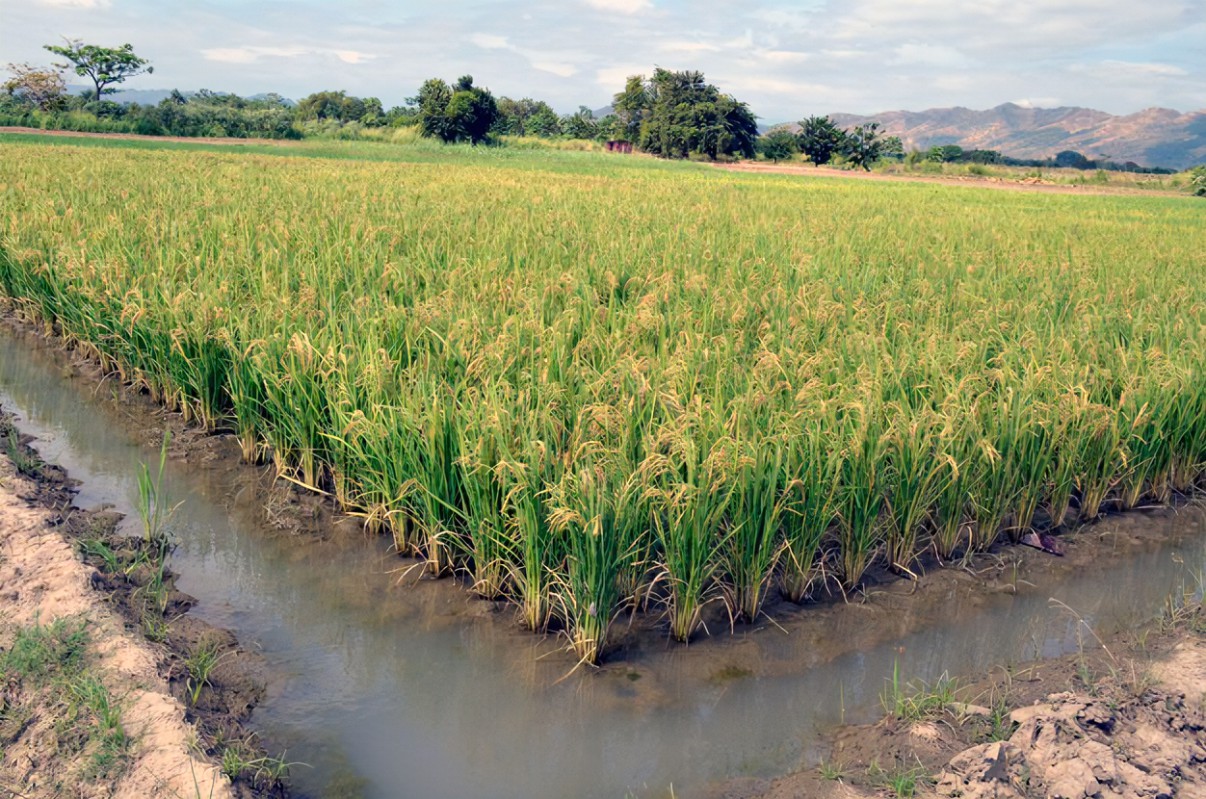Productores denuncian que áreas de siembra de arroz disminuyeron hasta en un 50%