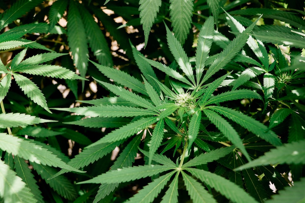 6 de cada 10 ticos está en desacuerdo con legalizar el cannabis para uso recreativo