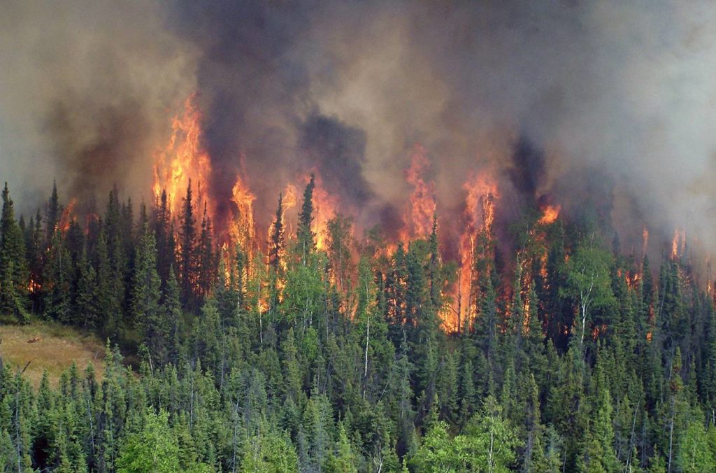 Autoridades ambientales se preparan para el inicio de la temporada de incendios forestales