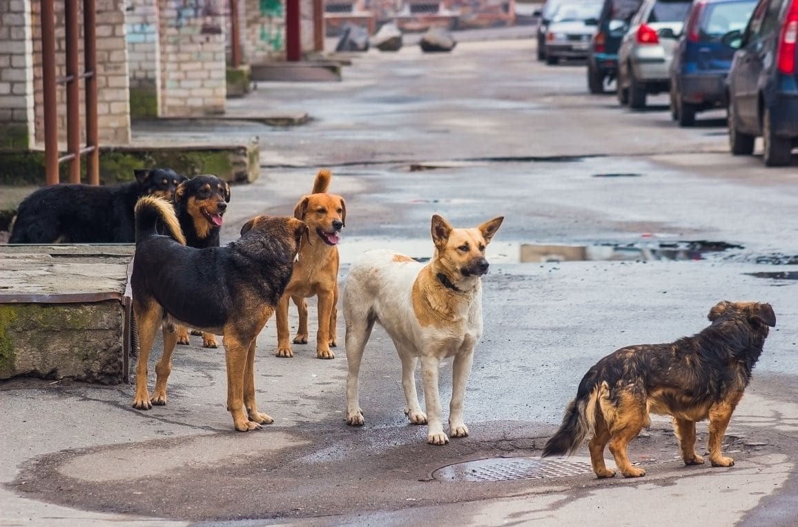 Federación Canina solicita a Senasa decomisar perros que estén en vía pública por negligencia de sus dueños