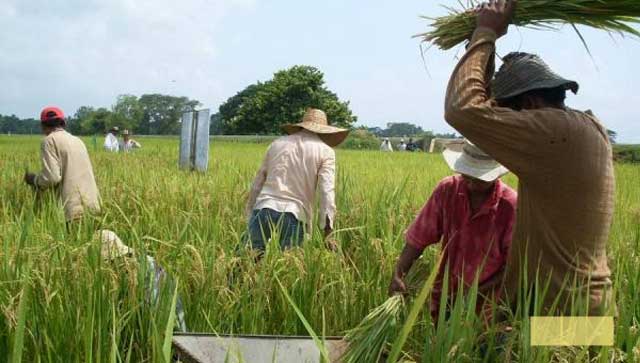 Productores de región Chorotega reclaman que tienen 3 mil hectáreas de arroz y ‘no saben qué hacer con la cosecha’