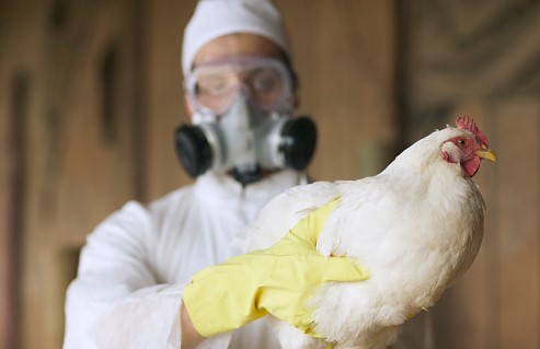 Salud emite lineamiento para abordaje de posibles casos de influenza aviar en humanos