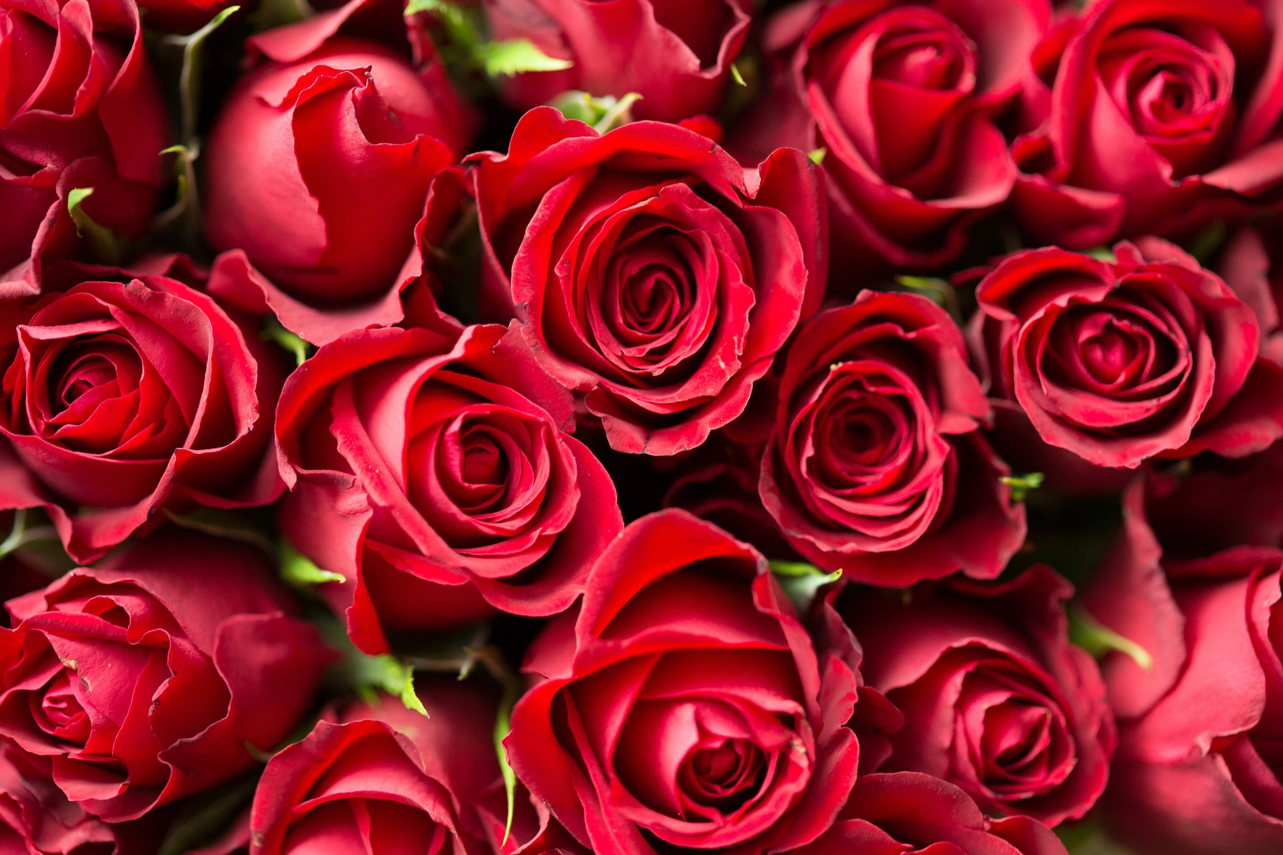 Floricultores se preparan para incremento en la demanda por Día del Amor y la Amistad
