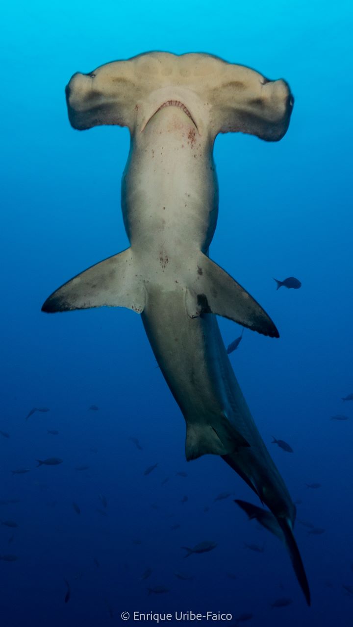 Costa Rica prohíbe pesca, almacenamiento y comercialización de tiburón martillo ante peligro de extinción