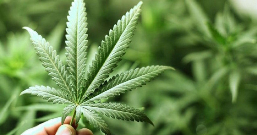 Futuro del proyecto para legalizar uso recreativo del cannabis se definirá tras Semana Santa