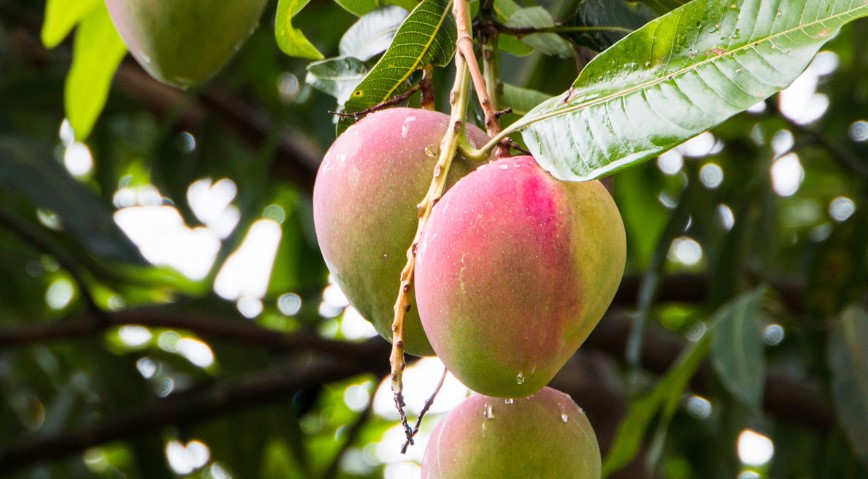 Agricultores confirman que ‘lluvias inesperadas’ ponen en riesgo cultivo de mango, cebolla, café y otros productos