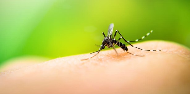 Salud registra un promedio de 12 casos diarios de dengue, casi el doble que a inicio del 2022