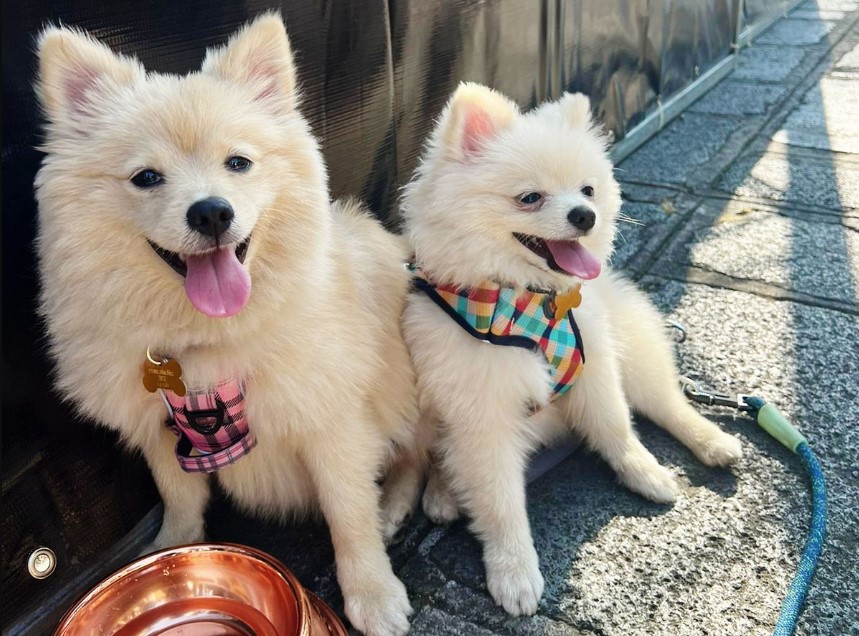 ¿Amante de los perros? Este fin de semana se realizará el Doggo Fest en Avenida Escazú