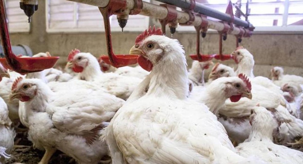 Costa Rica reanuda exportación de productos avícolas a Nicaragua y Honduras suspendida por detección de foco de Influenza Aviar