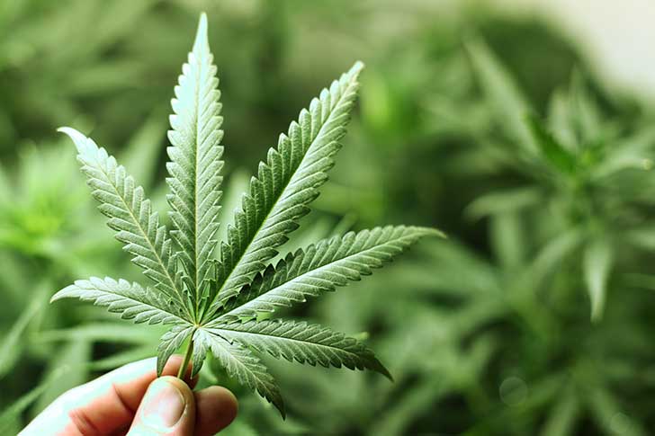 Diputados se toman con calma mejoras a proyecto para legalizar marihuana recreativa