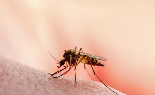 Salud reporta 97 casos de Malaria en Limón y realizará testeos masivos