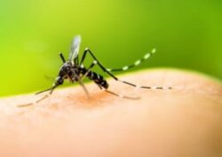 Salud confirma circulación autóctona simultánea de los cuatro serotipos de dengue en el país