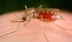 Estados Unidos emite alerta a turistas por brote de Malaria en Región Huetar Caribe