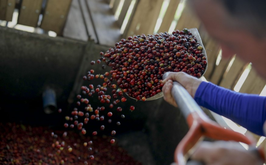Producción de café aumentó más de 14% durante la cosecha 2022-2023